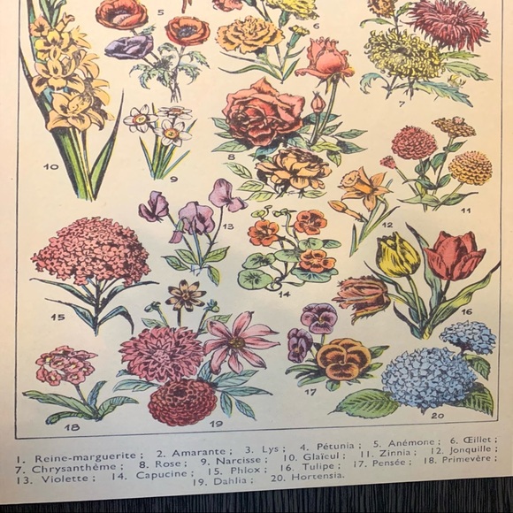 Vintage French 1909 Fleurs 1 of 2 Floral Print - Picture 3 of 3